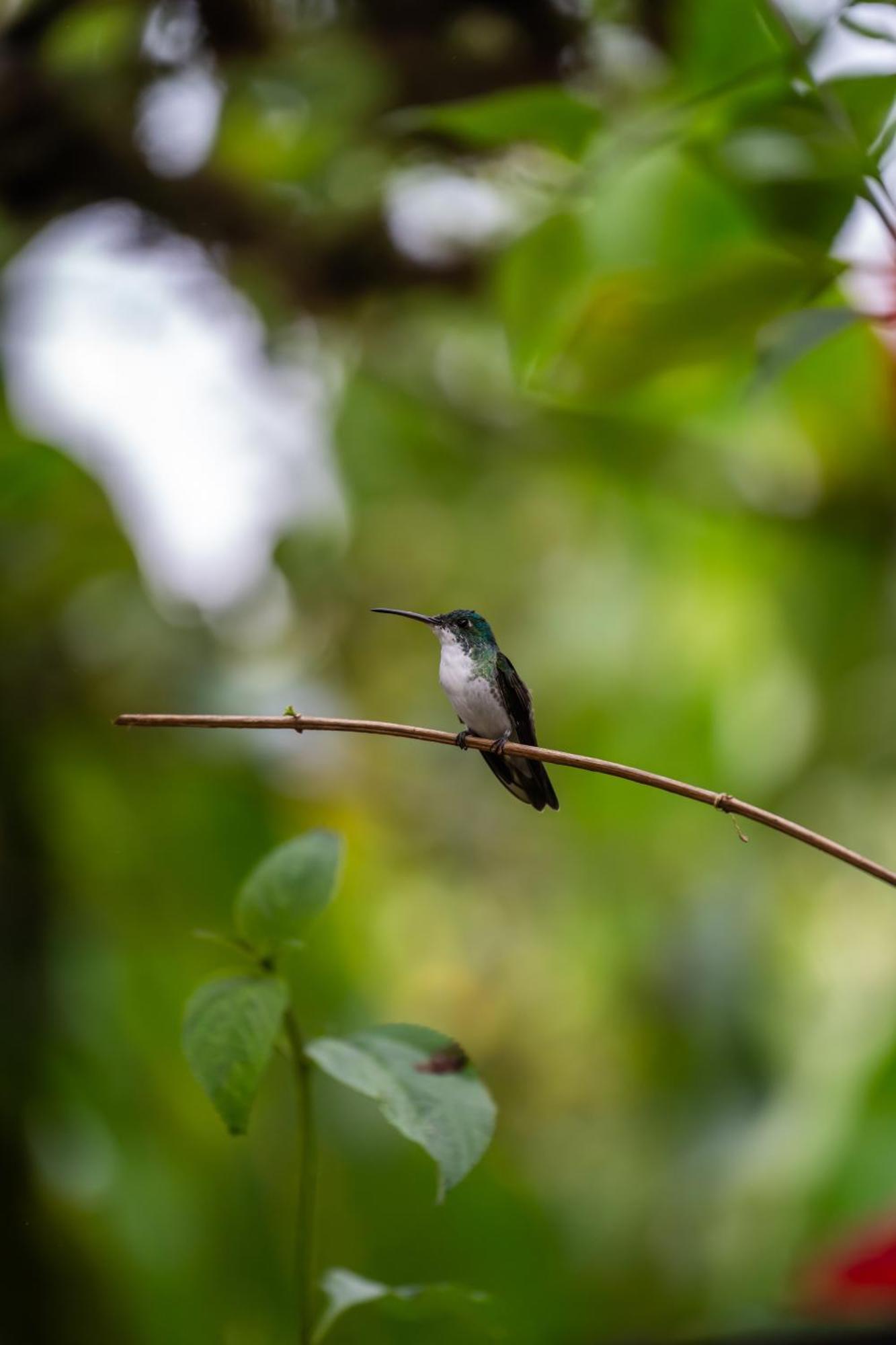 Mindo Glambird Glamping & Lodge エクステリア 写真