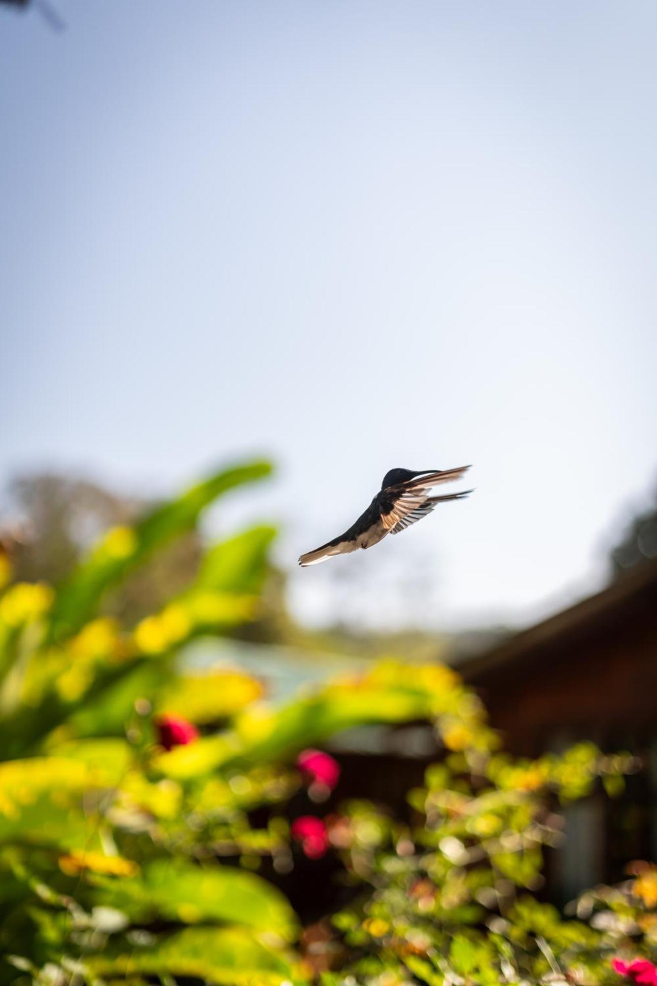 Mindo Glambird Glamping & Lodge エクステリア 写真